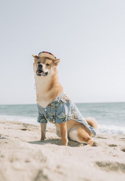 Pet Services