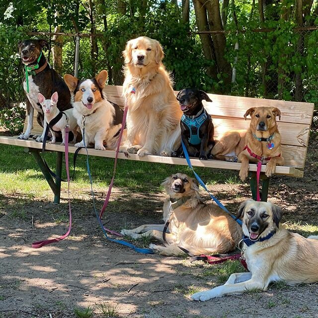 Pet Services
